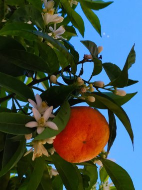 Arka planda çiçekler, yapraklar ve gökyüzü olan Mandarin portakalı meyveleri.