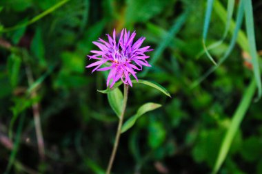 Centaurea Nigra 'nın Çiçeği, daha az örgü otu, sıradan örme otu, siyah örgü otu, kalın kafalar.