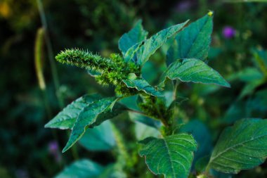 Kastettiğin: Veoma opasan korov u poljoprivredi Red root amaranth (Amaranthus retroflekus) 77 / 5000A çok tehlikeli bir ot tarımda kırmızı kök amaranth (Amaranthus retroflexus)