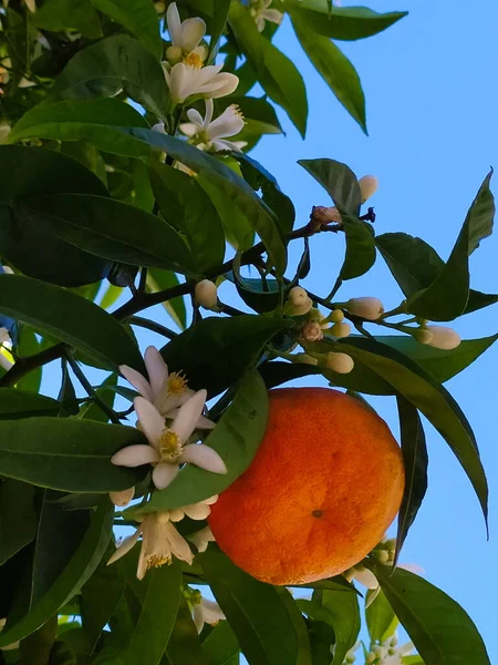 Mandarynka Pomarańczowy Owoc Kwiatami Liśćmi Niebo Tle — Zdjęcie stockowe
