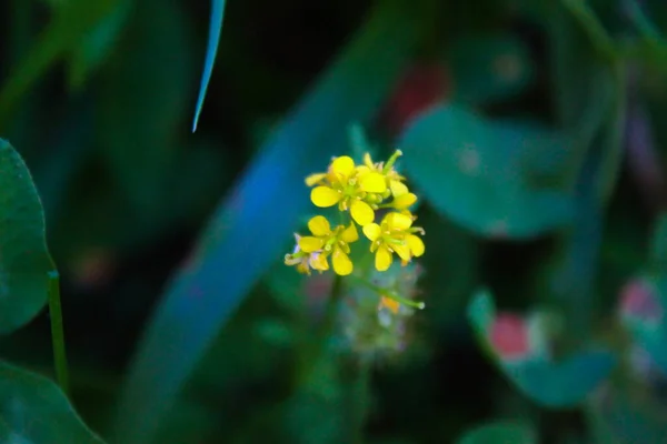 Pequenas Flores Amarelas Rorippa Sylvestris Amarelo Rastejante Keek Acariciamento Campo — Fotografia de Stock