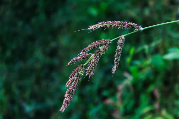 Саженец Echinochloa Crus Galli Петушиная Трава Просо Барнярдовый Японский Просо — стоковое фото