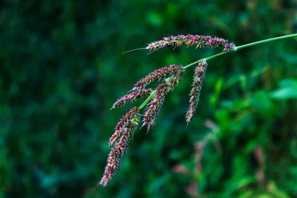 Саженец Echinochloa Crus Galli Петушиная Трава Просо Барнярдовый Японский Просо — стоковое фото