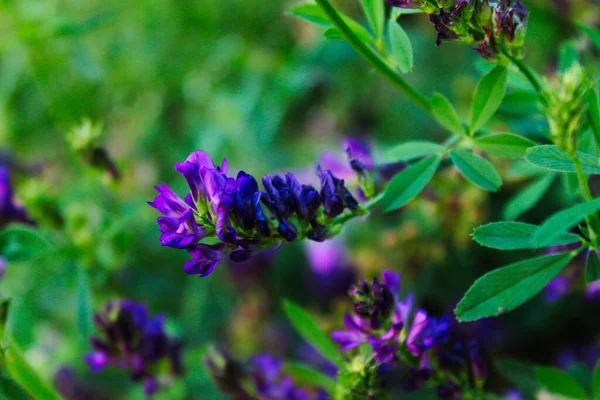 Purple Flower Vicia Sativa Common Vetch Garden Vetch Tare Vetch — Stock Photo, Image