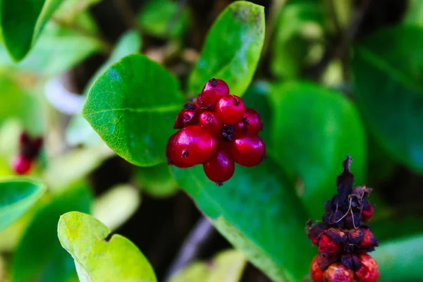 Tanaman Honeysuckle Berries Honeysuckle Lonicera Periclymenum Dengan Latar Belakang Daun — Stok Foto