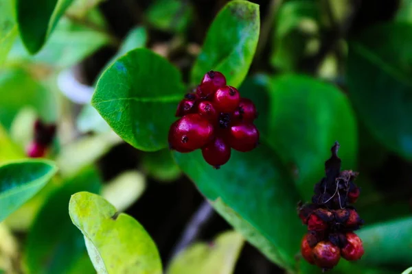 Honeysuckle Plant Berries Honeysuckle Lonicera Periclymenum Green Leaf Background — Stock Photo, Image