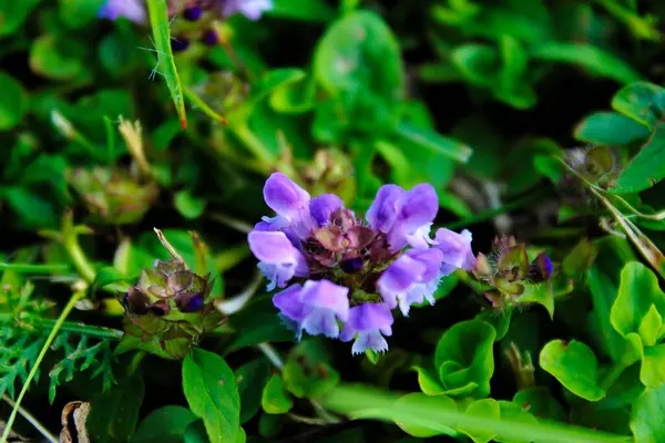 Plantas Naturalmente Cultivadas Gramado Com Foco Flor Roxa Ervas — Fotografia de Stock