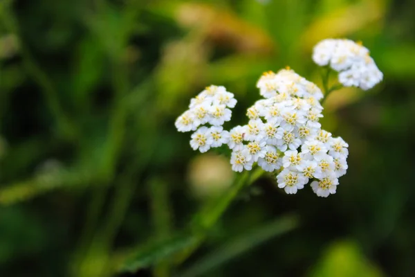 Flor Yarrow Grama Yarrow Comum Flor Branca — Fotografia de Stock