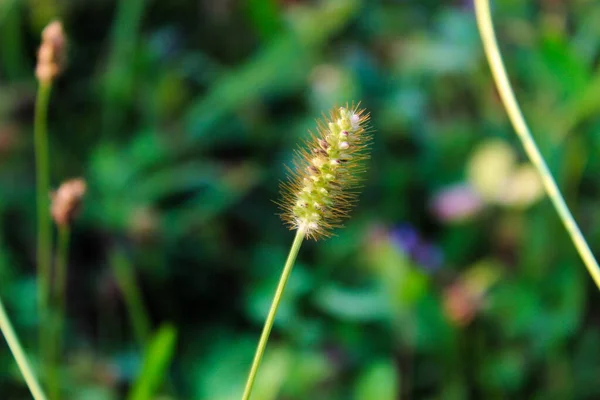 Gelber Fuchsschwanzgrassamen Mit Verschwommenem Hintergrund Seedheads Grüner Setzling — Stockfoto