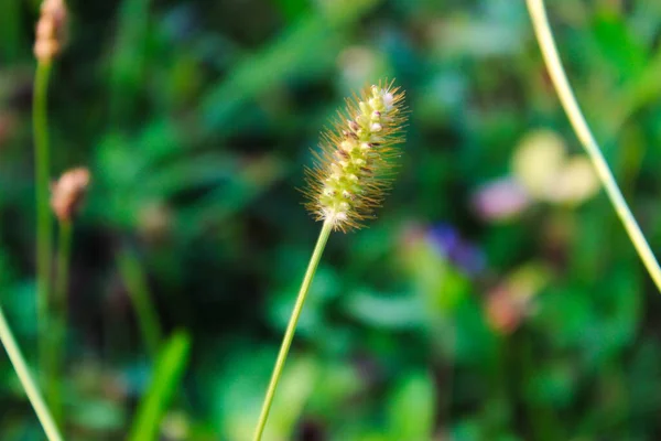 Nasiona Trawy Żółtej Foxtail Rozmytym Tłem Głowy Nasion Setaria Glauca — Zdjęcie stockowe