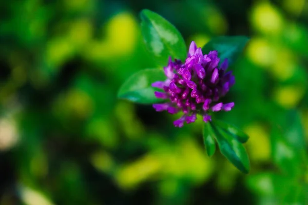 Head Red Clover Flower Blurred Background Grass — Stock Photo, Image