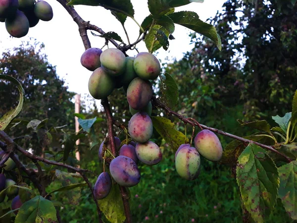 Owoc Śliwki Gałęzi Liśćmi Drzewie Zaczyna Robić Się Niebieski Sadzie — Zdjęcie stockowe