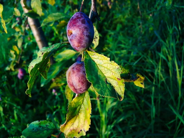 Plum Fruit Branch Leaves Tree Just Beginning Get Blue Almost — Stock Photo, Image