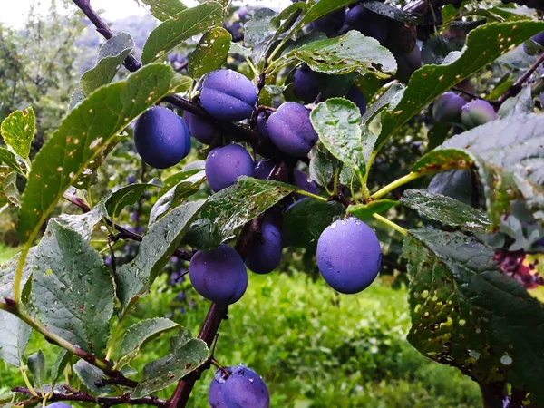 Kék Érett Szilva Gyümölcsök Egy Ágon Levelekkel Fán Szilva Majdnem — Stock Fotó