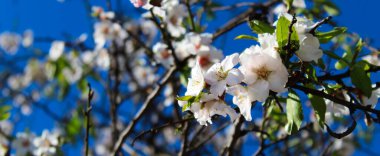 Baharda ağaçtan çiçekler beyaz çiçeklerden oluşan güzel bir kompozisyon, daha koyu dallar, küçük yeşil yapraklar ve mavi gökyüzü..