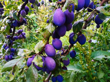 Yaprak dalında olgunlaşmış erikler, hasat etmeye hazır. Meyve bahçesinde erikler.