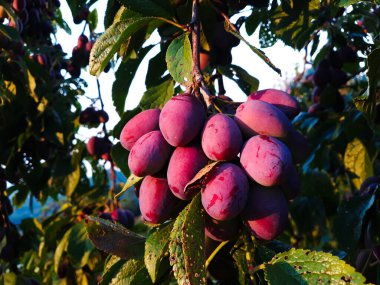 Yaprak dalında olgunlaşmış erikler, hasat etmeye hazır. Meyve bahçesinde erikler.
