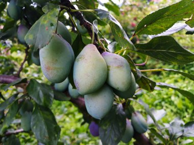 Daldaki olgunlaşmamış erikler. Meyve bahçesi eriği.