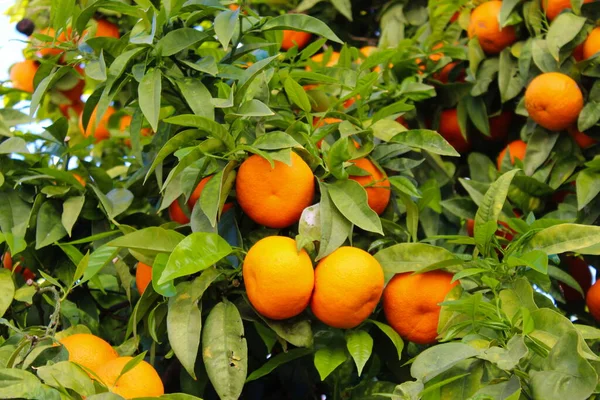 Viele Schöne Orangefarbene Früchte Auf Einem Baum Mit Einem Blatthintergrund — Stockfoto