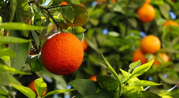 Una Naranja Madura Foco Otra Naranja Con Hojas Fondo Una — Foto de Stock