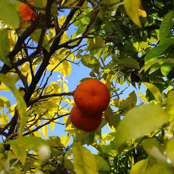 Two Oranges Blossom Flowers Hanging Orange Tree Tree Canopy Leaves — Stock Photo, Image