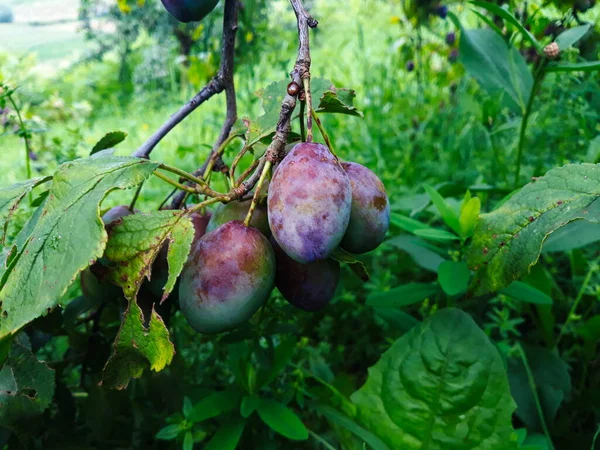 Éretlen Szilva Ágon Szilvák Kékké Válnak Gyümölcs Szilva — Stock Fotó