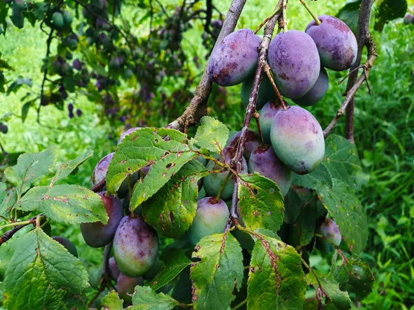 Ciruelas Inmaduras Rama Las Ciruelas Comienzan Azul Ciruela Del Huerto — Foto de Stock