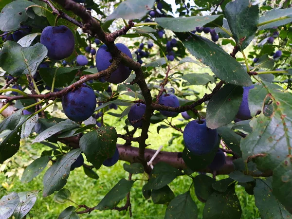 Ripe Plums Leaf Branch Ready Harvest Plums Orchard — Stock Photo, Image