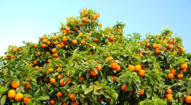 Ripe orange fruits on a tree with the sky in the background. clipart