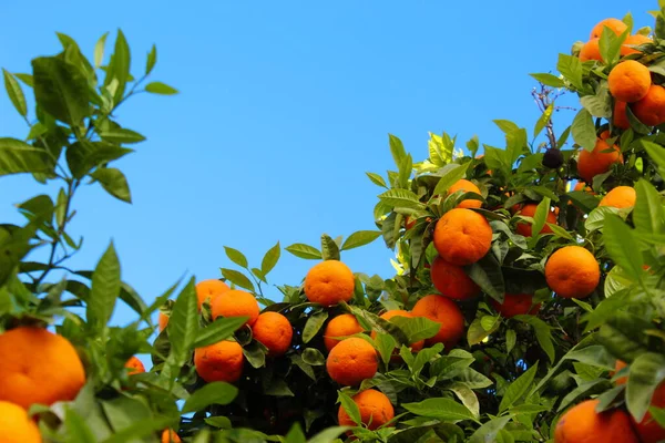 Reife Orangefarbene Früchte Auf Einem Baum Mit Dem Himmel Hintergrund — Stockfoto