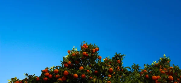 Mogna Apelsinfrukter Ett Träd Med Himlen Bakgrunden — Stockfoto