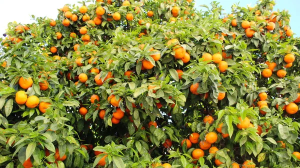Reife Orangefarbene Früchte Auf Einem Baum Viele Orangen — Stockfoto