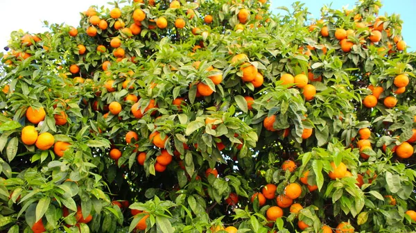 Dojrzałe Owoce Pomarańczy Drzewie Niebem Tle — Zdjęcie stockowe