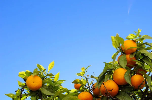 Reife Orangefarbene Früchte Auf Einem Baum Mit Dem Himmel Hintergrund — Stockfoto