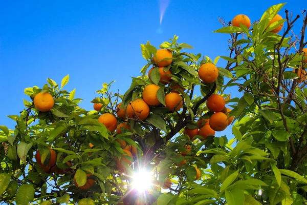 Reife Orangefarbene Früchte Auf Einem Baum Mit Der Sonne Und — Stockfoto