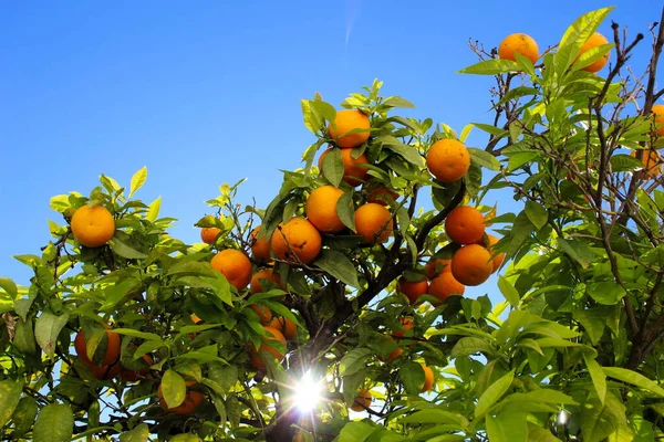 Reife Orangefarbene Früchte Auf Einem Baum Mit Der Sonne Und — Stockfoto