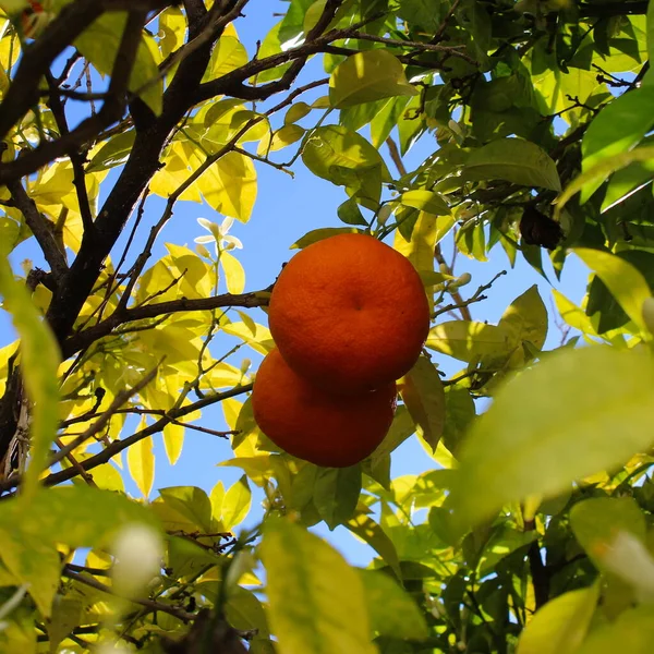 Dos Naranjas Enfocadas Medio Del Árbol Faro Portugal — Foto de Stock