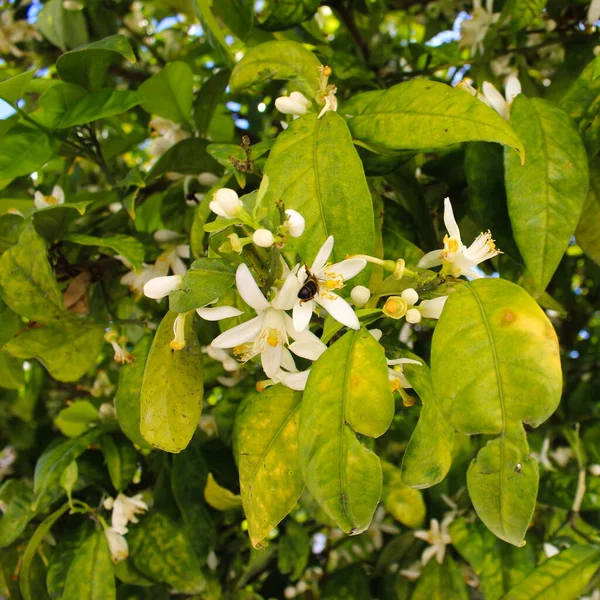 Honey bee on orange tree blossom.