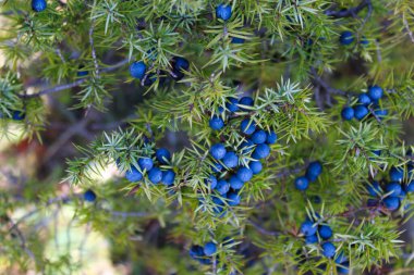 Lots of blue Juniper berries on the tree. Juniperus communis. clipart