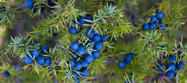 Ağaçta bir sürü mavi ardıç meyvesi var. Juniperus Communis.