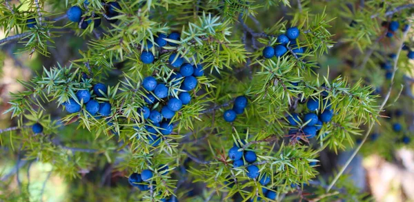 Montón Bayas Enebro Azul Árbol Juniperus Communis — Foto de Stock