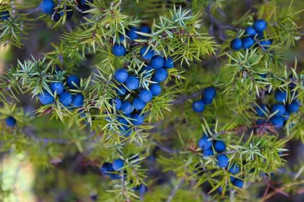Ağaçta bir sürü mavi ardıç meyvesi var. Juniperus Communis.