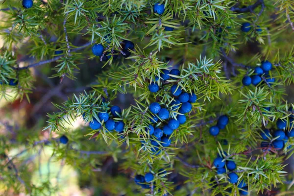 Ağaçta bir sürü mavi ardıç meyvesi var. Juniperus Communis.