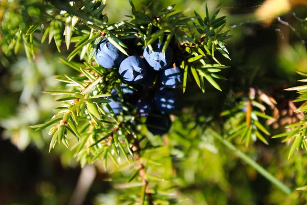 Ağaçta bir sürü mavi ardıç meyvesi var. Juniperus Communis.