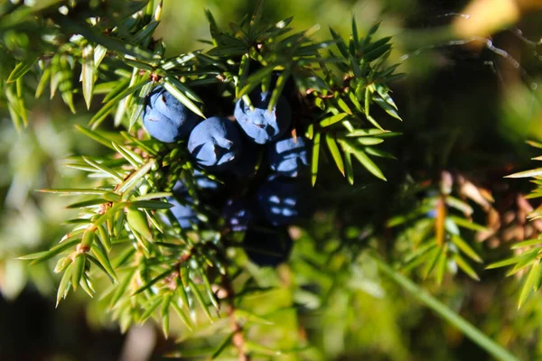 Montón Bayas Enebro Azul Árbol Juniperus Communis — Foto de Stock