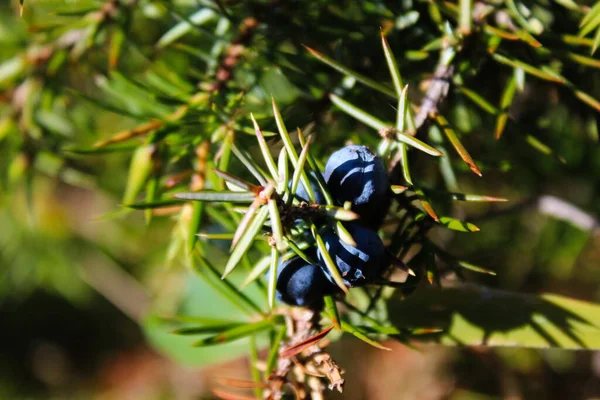 Montón Bayas Enebro Azul Árbol Juniperus Communis — Foto de Stock