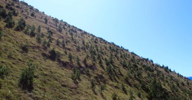 Kozalaklı ağaçlarla kaplı dik bir tepe. Bosna-Hersek 'in Bjelasnica Dağı yolunda.