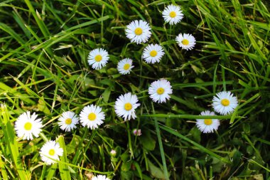 Bellis perennis, çimlerde papatyalar. Beja, Portekiz.