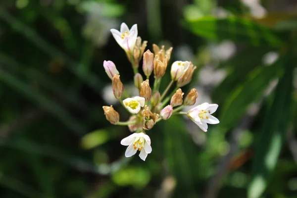 Gelsomino Gelsomino Arabo Giardino Piccolo Ramoscello Infiorescenze Fiori Bianchi Beja — Foto Stock