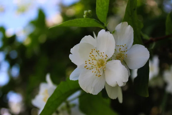 Beautiful White Flowers Four Petals Dark Background Philadelphus Coronarius Sweet — Stock Photo, Image